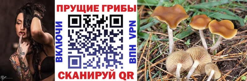 Галлюциногенные грибы мицелий  Чебоксары 